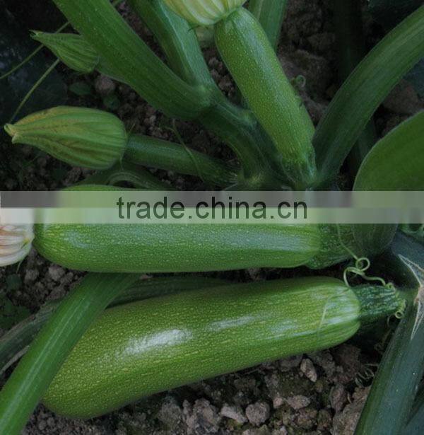 MSQ05 Biyuan Mid-early maturity type F1 hybrid squash seeds, long squash seeds