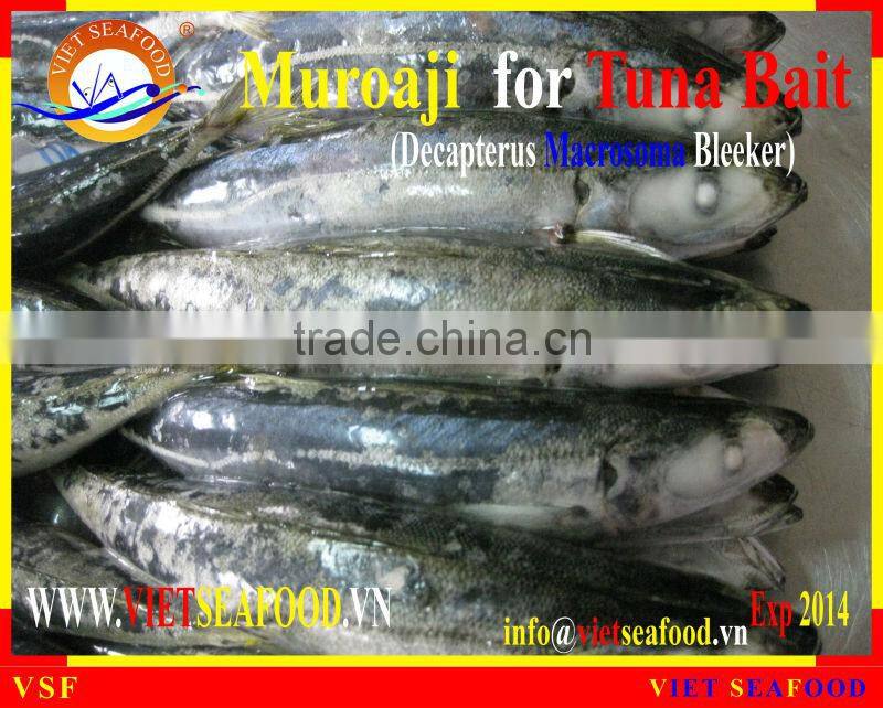 FROZEN W/R MUROAJI FOR TUNA BAIT