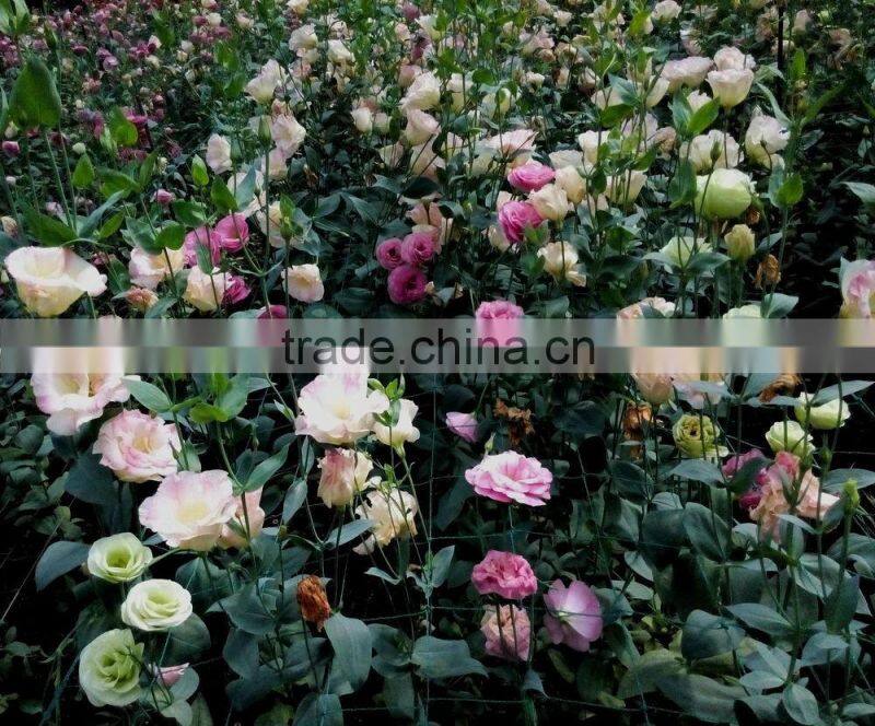 Fresh Cut Flower Eustoma Wedding Decorations Lisianthus With 0.8KG/Bunch Wholesale From Yunnan
