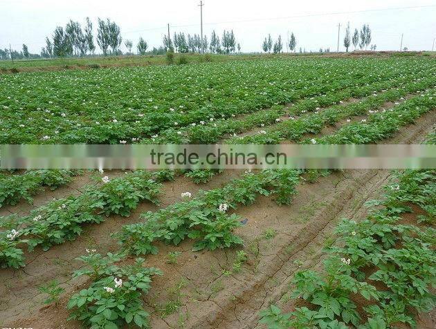 2013 new crop fresh potato(mesh bag)