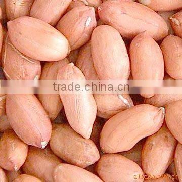 Chinese Peanut kernels Haihua type