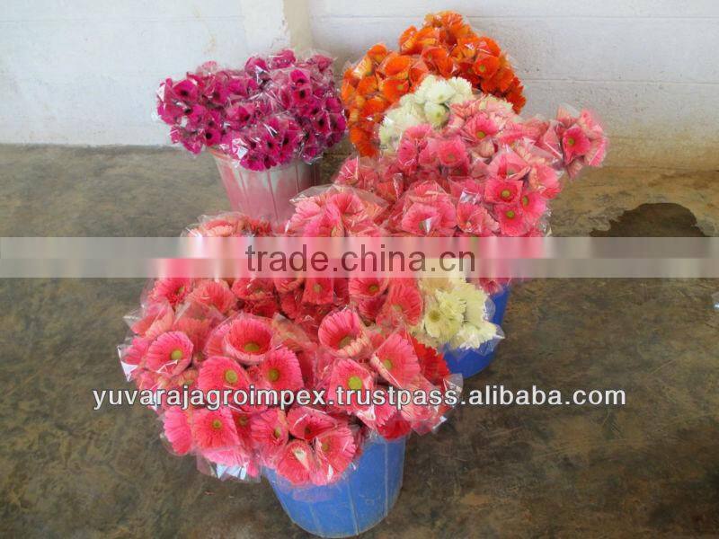 Orange Gerbera Flowers