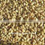 Australian organic pearl barley