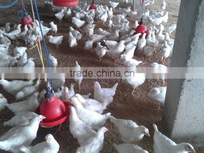 automatic poultry farming system for chickens plasson bell drinkers
