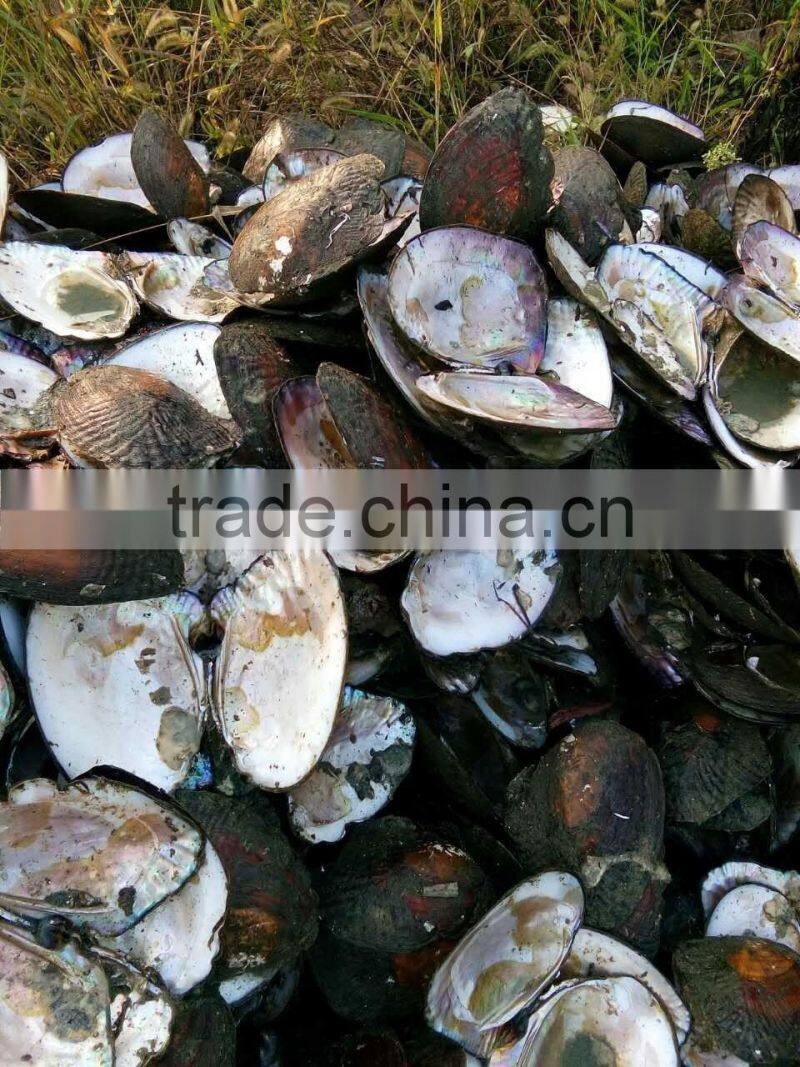New arrival Wholesale natural freshwater shells raw shells