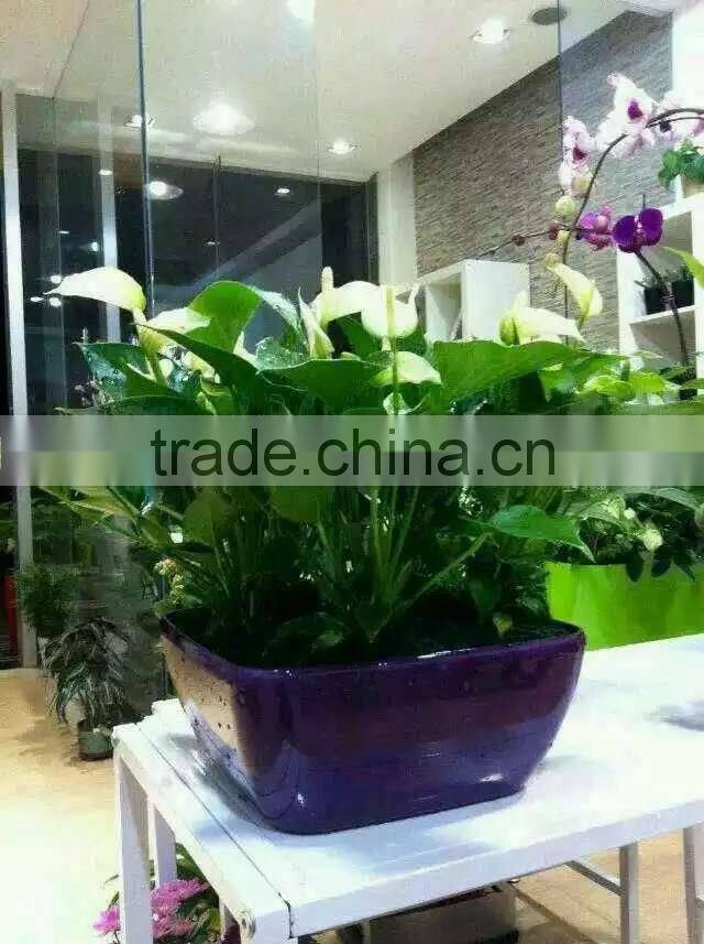 trough 1 gallon plastic pots