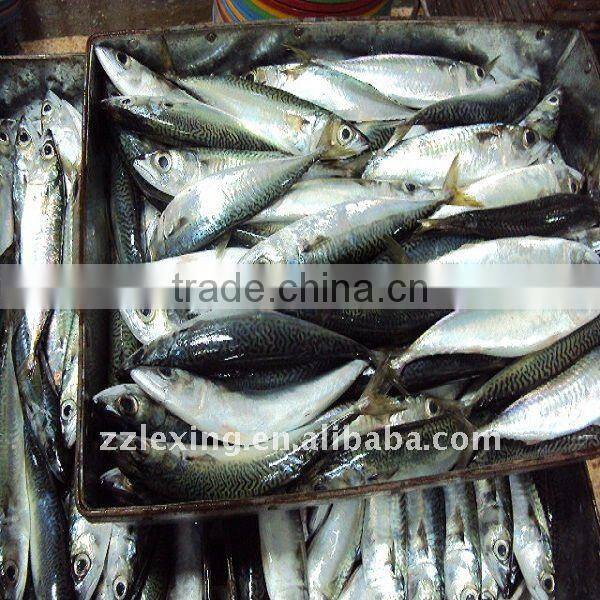frozen pacific mackerel in china