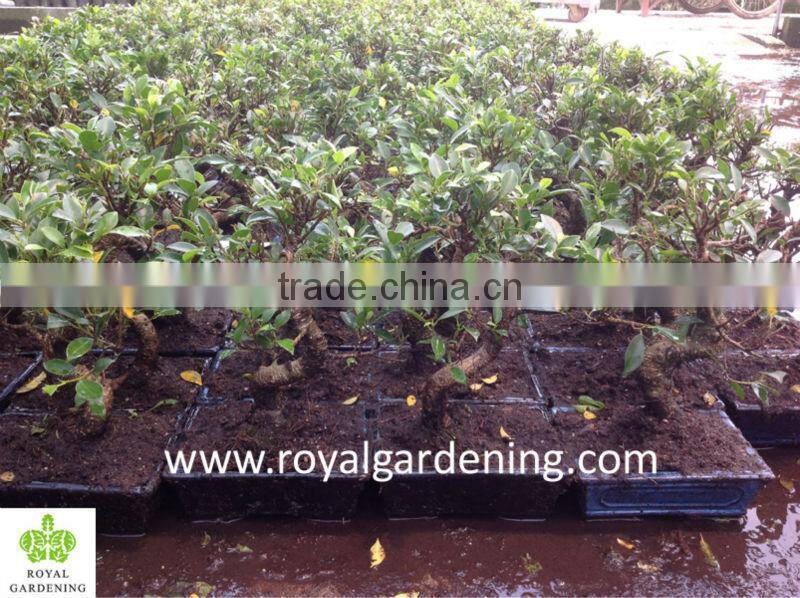 Ficus 20cm pot S shape