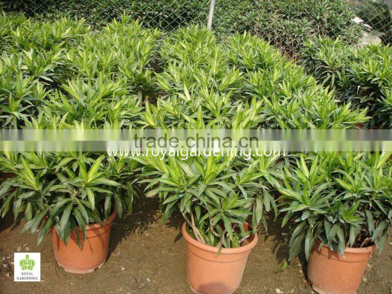 Dracaena reflexa Ornamental Plants