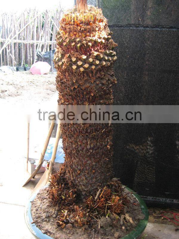 cycas revoluta bare root