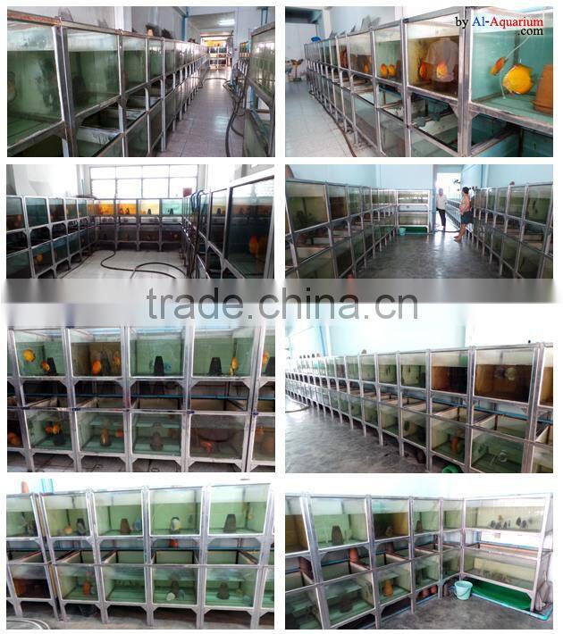 Discus Fish Breeder and exporter from Thailand