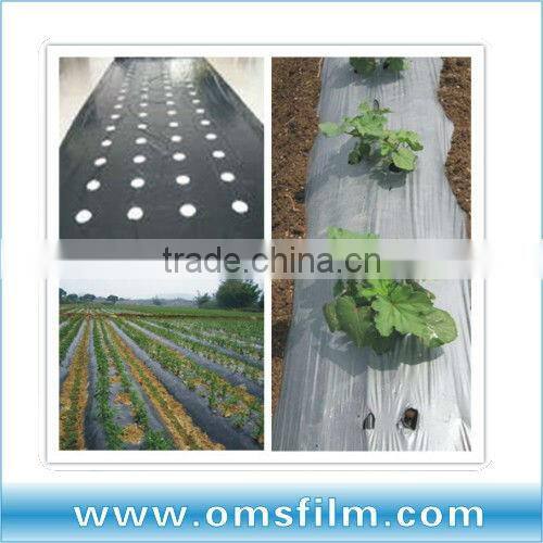 Silver and Black perforated Mulch film for Strawberry planting