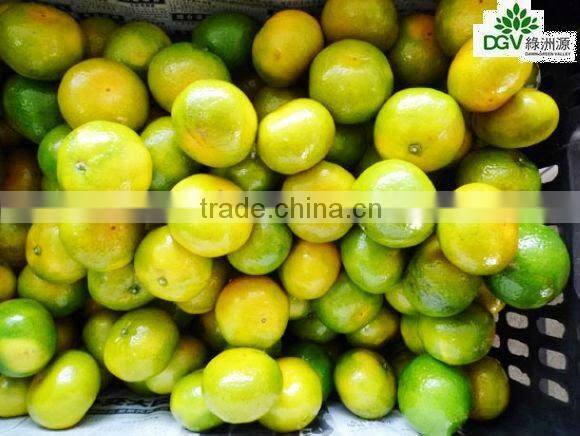 Fresh chinese Mandarin Orange