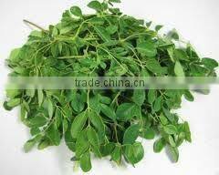 Moringa Essential Oil