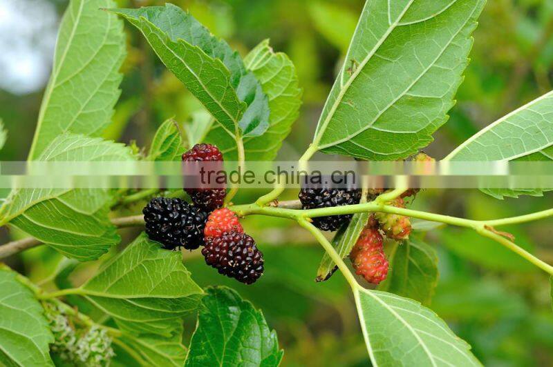 Topper Grade Mulberry Tea Hike Seller