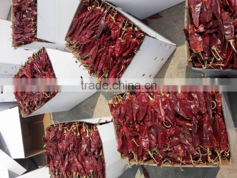 American red chilli