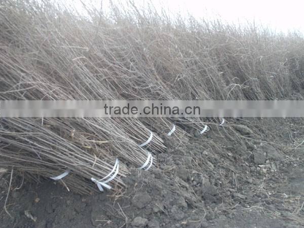 Ulmus pumila L. seedling