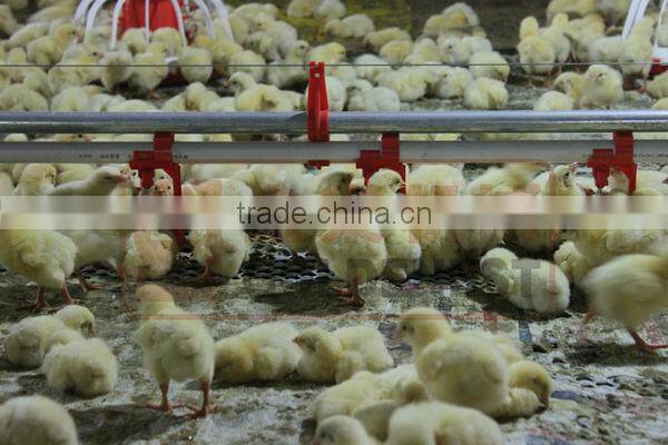 nipple drinker system with drip cup