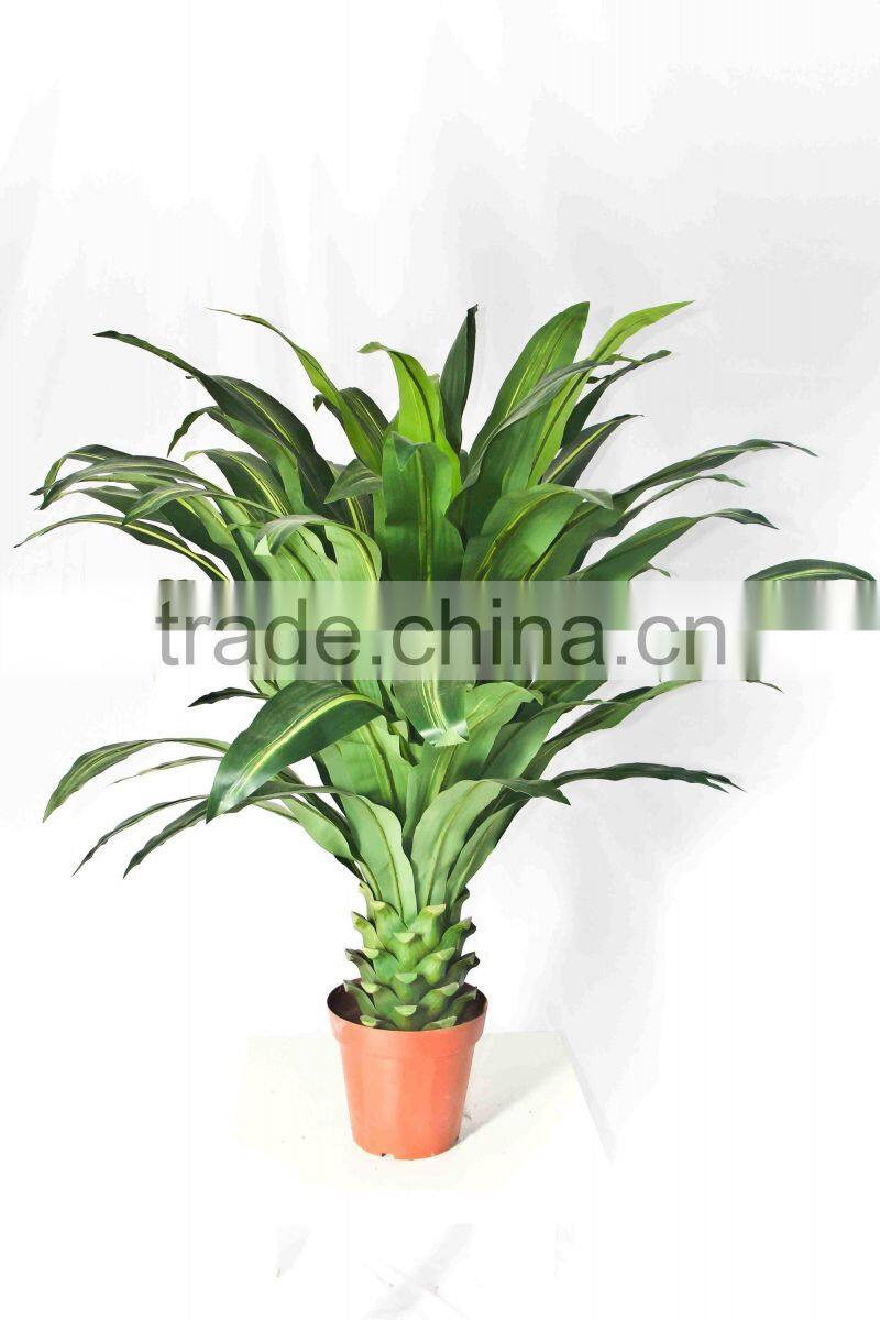 Ornamental Dracaena bonsai plant