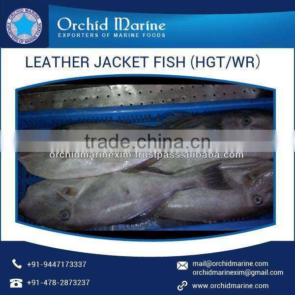 High Protein Long Shelf Life Fresh Leather Jacket Fish