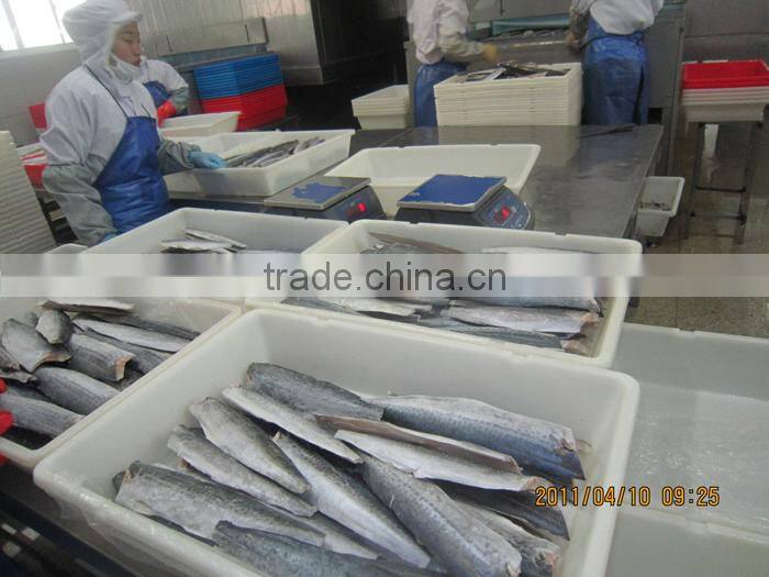 A grade quality frozen spanish mackerel fillets