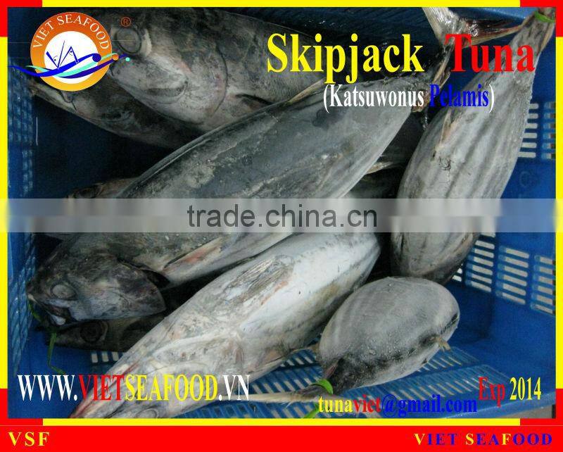 W/R FROZEN SKIPJACK TUNA