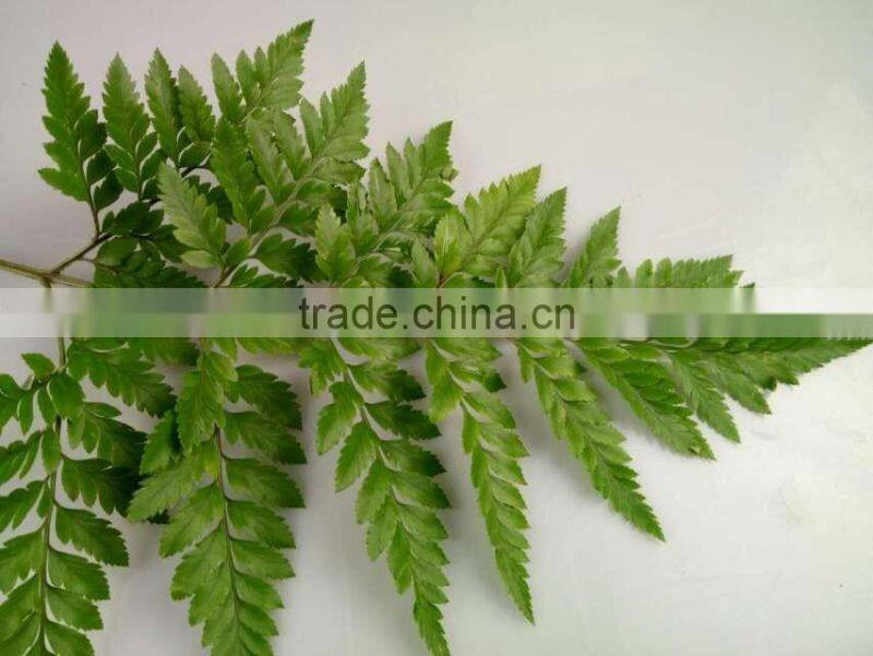 Best Selling Decorative Cut Leaf Learth Fern For Wedding Car Wholesale From YUNNAN