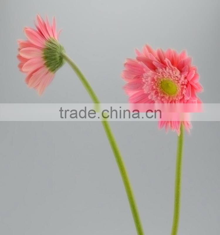 Fashionable Honey fresh cut gerbera flower