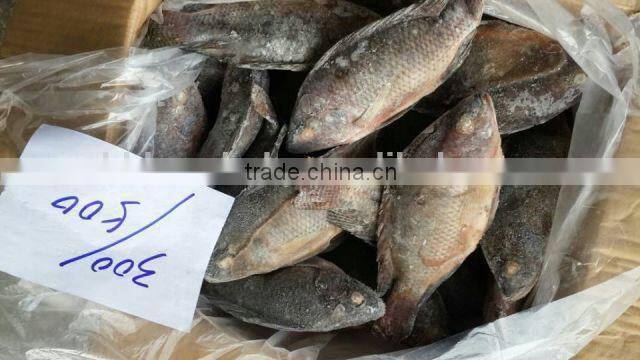 Frozen Tilapia fish