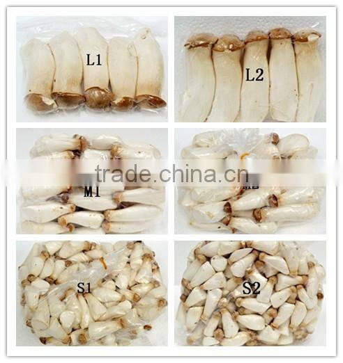 2014 fresh Pleurotus Eryngii for sale