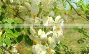 Moringa Essential Oil