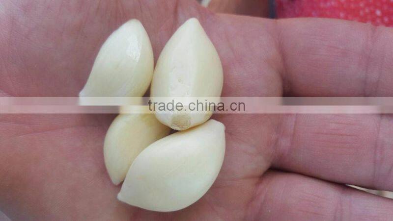 Wholesale Garlic Pure White garlic