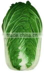 fresh cabbage