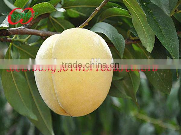 High quality canned peach halves, manufacturer of canned fruit