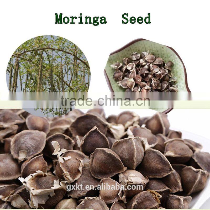 High Quality Dry Moringa Seed 1000g