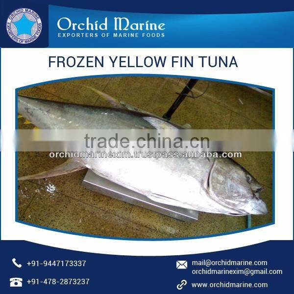 100% Fresh Whole Round Frozen Yellowfin Tuna/ Sea Food for Bulk Buyer