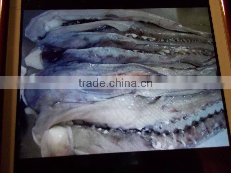 Frozen giant squid tentacle