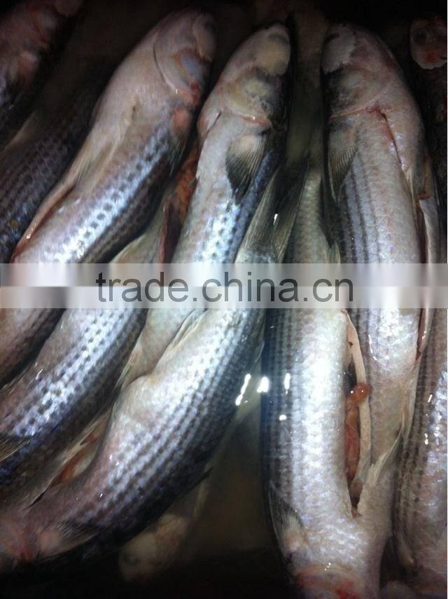 good fish price of frozen mullet