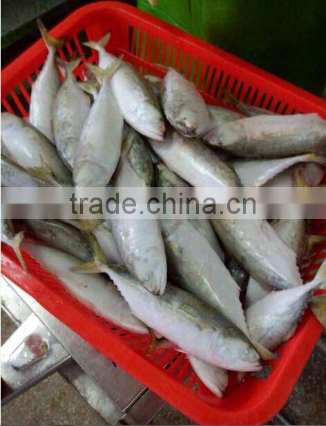 france of indian mackerel