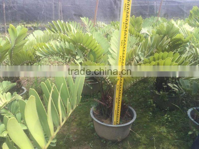 zamia furfuracea bonsai dia 8-20cm