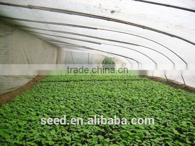 SXC No.10 early maturity f1 hybrid cucumber seeds