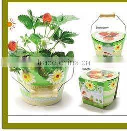 Specialized boxes for gifts DIY mini bonsai promotional gifts for teenagers , corporate anniversary gifts
