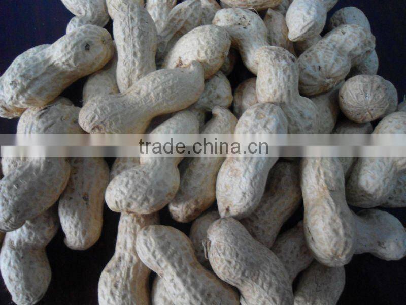 Washed groundnut in shells HPS
