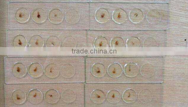 Microscope slides with 4 specimen on 1 slide