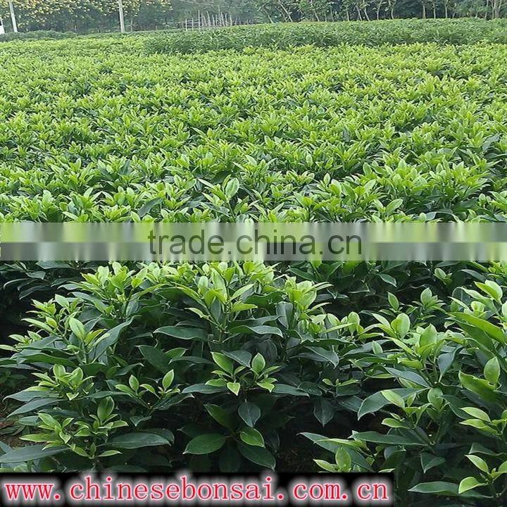 evergreen foliage Fagraea ceilanicaof outdoor indoor landscaping decorative ornamental plants
