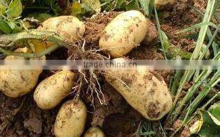 Sell Chinese Fresh Potato to Southeast Asia