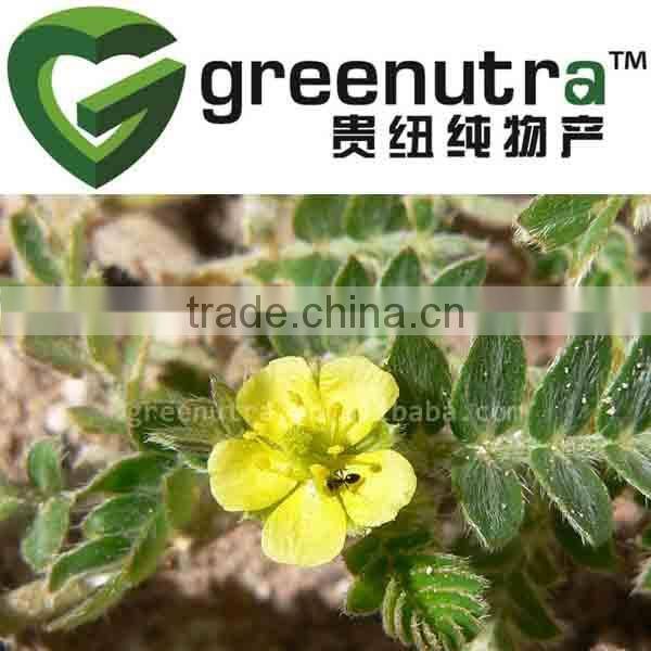 Tribulus Terrestris Powdered Extract