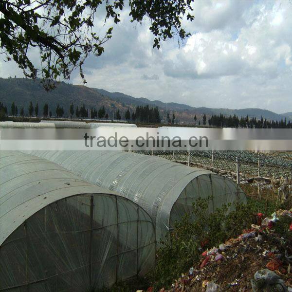 wholesale fresh gerbera flower with high quality