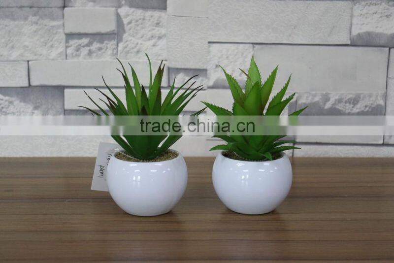 White potted mini succulent plants bonsai