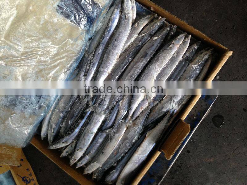 W/R Frozen pacific Saury